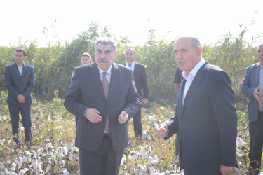 Salyan Rayon İcra Hakimiyyətinin başçısı Rüstəm Xəlilov pambıq yığımı ilə əlaqədar sahələrə baxış keçirib.
