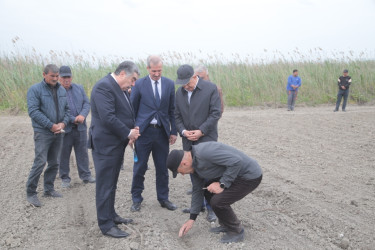 Salyan Rayon İcra Hakimiyyətinin başçısı Rüstəm Xəlilov pambıq əkini sahələrinə  baxış keçirib.