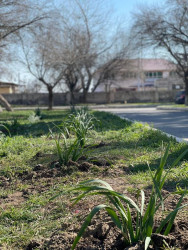 “Heydər Əliyev İli” münasibəti ilə ağacəkmə aksiyası keçirilib.