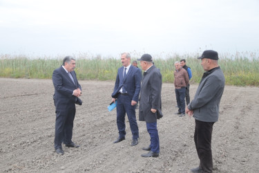 Salyan Rayon İcra Hakimiyyətinin başçısı Rüstəm Xəlilov pambıq əkini sahələrinə  baxış keçirib.