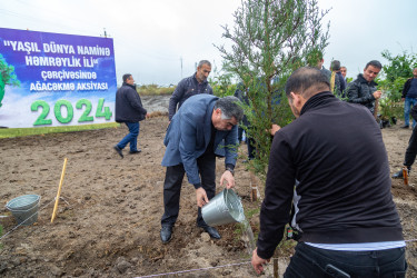 “Yaşıl dünya naminə həmrəylik ili”  çərçivəsində Salyan rayonu ərazisindən keçən magistral avtomobil yollarının kənarlarında ağacəkmə aksiyası keçirilmişdir.