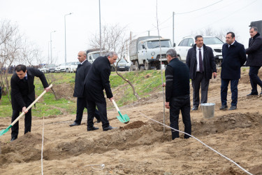 Salyanda"Yaşıl dünya naminə həmrəylik ili" çərçivəsində  ağacəkmə aksiyası keçirilib.