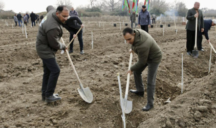 Bir gündə Salyan rayonunun meşə fondu torpaqlarında 5 mindən çox ağac əkilib.