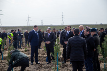 Salyanda “Şəhərsalma və Memarlıq ili” çərçivəsində ağacəkmə aksiyası keçirilib.