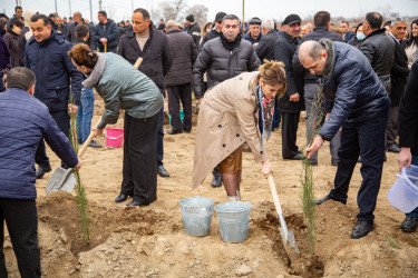 Salyanda"Yaşıl dünya naminə həmrəylik ili" çərçivəsində  ağacəkmə aksiyası keçirilib.