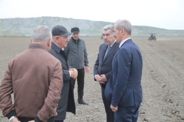 Salyan Rayon İcra Hakimiyyətinin başçısı Rüstəm Xəlilov pambıq əkini sahələrinə  baxış keçirib.