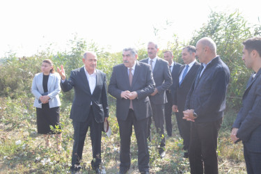 Salyan Rayon İcra Hakimiyyətinin başçısı Rüstəm Xəlilov pambıq yığımı ilə əlaqədar sahələrə baxış keçirib.