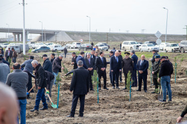 Salyanda “Şəhərsalma və Memarlıq ili” çərçivəsində ağacəkmə aksiyası keçirilib.