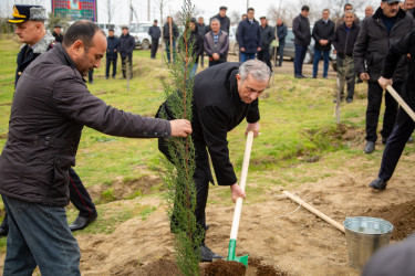 Salyanda"Yaşıl dünya naminə həmrəylik ili" çərçivəsində  ağacəkmə aksiyası keçirilib.