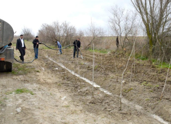 Salyan rayonunun Qarabağlı kəndində “Yaşıl dünya naminə həmrəylik ili”  çərçivəsində ağacəkmə aksiyası keçirilmişdir.