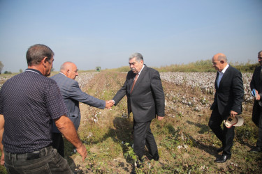 Salyan Rayon İcra Hakimiyyətinin başçısı Rüstəm Xəlilov pambıq yığımı ilə əlaqədar sahələrə baxış keçirib.