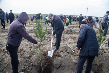 Salyanda “Şəhərsalma və Memarlıq ili” çərçivəsində ağacəkmə aksiyası keçirilib.