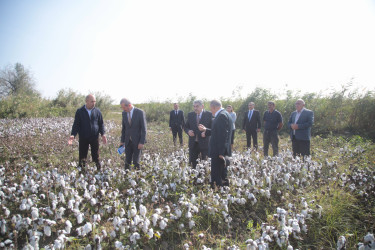 Salyan Rayon İcra Hakimiyyətinin başçısı Rüstəm Xəlilov pambıq yığımı ilə əlaqədar sahələrə baxış keçirib.