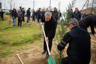 Salyanda"Yaşıl dünya naminə həmrəylik ili" çərçivəsində  ağacəkmə aksiyası keçirilib.