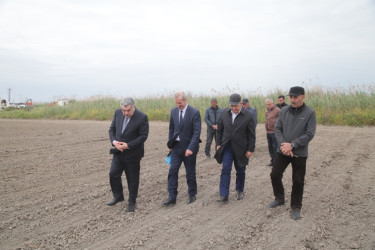 Salyan Rayon İcra Hakimiyyətinin başçısı Rüstəm Xəlilov pambıq əkini sahələrinə  baxış keçirib.