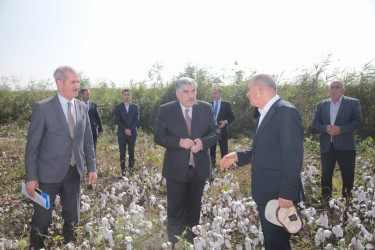 Salyan Rayon İcra Hakimiyyətinin başçısı Rüstəm Xəlilov pambıq yığımı ilə əlaqədar sahələrə baxış keçirib.