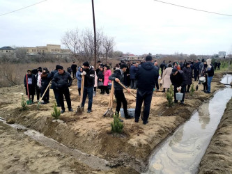 Salyanda"Yaşıl dünya naminə həmrəylik ili" çərçivəsində  ağacəkmə aksiyası keçirilib.