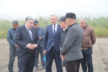 Salyan Rayon İcra Hakimiyyətinin başçısı Rüstəm Xəlilov pambıq əkini sahələrinə  baxış keçirib.