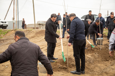 Salyanda"Yaşıl dünya naminə həmrəylik ili" çərçivəsində  ağacəkmə aksiyası keçirilib.