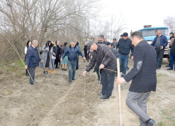 Salyan rayonunun Qarabağlı kəndində “Yaşıl dünya naminə həmrəylik ili”  çərçivəsində ağacəkmə aksiyası keçirilmişdir.