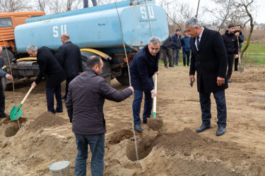 Salyanda"Yaşıl dünya naminə həmrəylik ili" çərçivəsində  ağacəkmə aksiyası keçirilib.