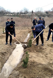 Salyanda"Yaşıl dünya naminə həmrəylik ili" çərçivəsində  ağacəkmə aksiyası keçirilib.