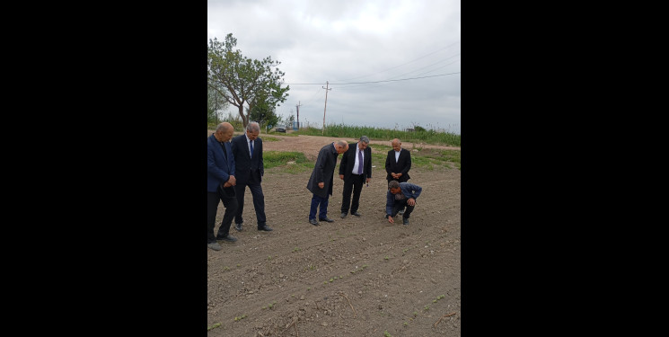 İcra Başçısı pambıq əkini sahələrinə  baxış keçirib.