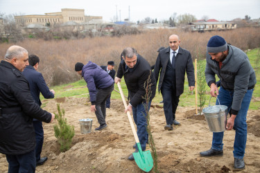 Salyanda"Yaşıl dünya naminə həmrəylik ili" çərçivəsində  ağacəkmə aksiyası keçirilib.