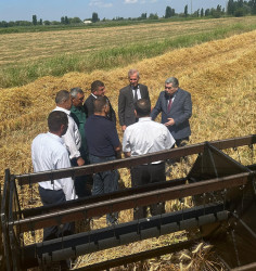 Salyan Rayon İcra Hakimiyyətinin başçısı Rüstəm Xəlilov taxıl sahələrində aparılan məhsul yığımı ilə yaxından tanış olub.