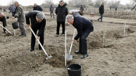 Bir gündə Salyan rayonunun meşə fondu torpaqlarında 5 mindən çox ağac əkilib.