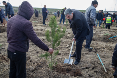 Salyanda “Şəhərsalma və Memarlıq ili” çərçivəsində ağacəkmə aksiyası keçirilib.