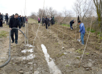 Salyan rayonunun Qarabağlı kəndində “Yaşıl dünya naminə həmrəylik ili”  çərçivəsində ağacəkmə aksiyası keçirilmişdir.