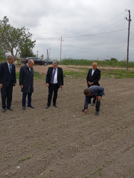 İcra Başçısı pambıq əkini sahələrinə  baxış keçirib.