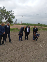İcra Başçısı pambıq əkini sahələrinə  baxış keçirib.