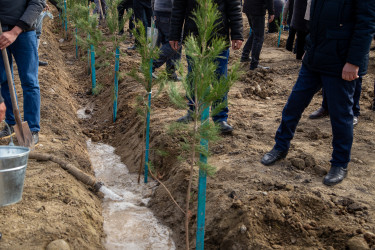 Salyanda “Şəhərsalma və Memarlıq ili” çərçivəsində ağacəkmə aksiyası keçirilib.