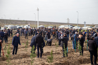 Salyanda “Şəhərsalma və Memarlıq ili” çərçivəsində ağacəkmə aksiyası keçirilib.