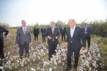 Salyan Rayon İcra Hakimiyyətinin başçısı Rüstəm Xəlilov pambıq yığımı ilə əlaqədar sahələrə baxış keçirib.
