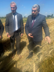 Salyan Rayon İcra Hakimiyyətinin başçısı Rüstəm Xəlilov taxıl sahələrində aparılan məhsul yığımı ilə yaxından tanış olub.